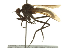  (Rhamphomyia sp. 59 - CNC DIPTERA 163346)  @11 [ ] CreativeCommons - Attribution Non-Commercial Share-Alike (2012) CNC/BIO Photography Group Centre for Biodiversity Genomics