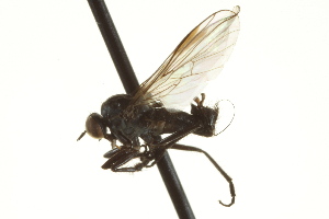  ( - CNC DIPTERA 163359)  @14 [ ] CreativeCommons - Attribution Non-Commercial Share-Alike (2012) CNC/BIO Photography Group Centre for Biodiversity Genomics