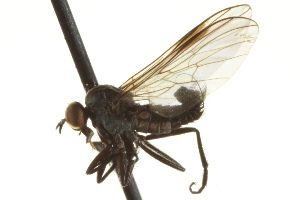  ( - CNC DIPTERA 163361)  @12 [ ] CreativeCommons - Attribution Non-Commercial Share-Alike (2012) CNC/BIO Photography Group Centre for Biodiversity Genomics
