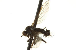  ( - CNC DIPTERA 163362)  @12 [ ] CreativeCommons - Attribution Non-Commercial Share-Alike (2012) CNC/BIO Photography Group Centre for Biodiversity Genomics
