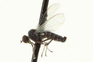  ( - CNC DIPTERA 163371)  @13 [ ] CreativeCommons - Attribution Non-Commercial Share-Alike (2012) CNC/BIO Photography Group Centre for Biodiversity Genomics