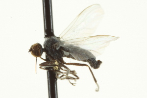  ( - CNC DIPTERA 163373)  @13 [ ] CreativeCommons - Attribution Non-Commercial Share-Alike (2012) CNC/BIO Photography Group Centre for Biodiversity Genomics