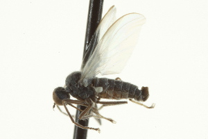  ( - CNC DIPTERA 163375)  @13 [ ] CreativeCommons - Attribution Non-Commercial Share-Alike (2012) CNC/BIO Photography Group Centre for Biodiversity Genomics