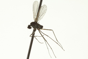  ( - CNC DIPTERA 163387)  @12 [ ] CreativeCommons - Attribution (2012) CNC/CBG Photography Group Centre for Biodiversity Genomics