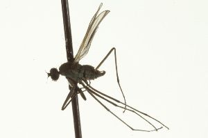  ( - CNC DIPTERA 163388)  @12 [ ] CreativeCommons - Attribution (2012) CNC/CBG Photography Group Centre for Biodiversity Genomics