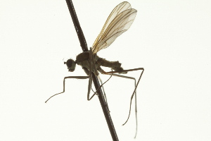  ( - CNC DIPTERA 163389)  @12 [ ] CreativeCommons - Attribution (2012) CNC/CBG Photography Group Centre for Biodiversity Genomics