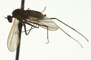  ( - CNC DIPTERA 163390)  @13 [ ] CreativeCommons - Attribution (2012) CNC/CBG Photography Group Centre for Biodiversity Genomics