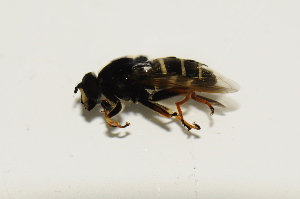  (Sericomyia japonica - CNC566682)  @12 [ ] No Rights Reserved (2015) Unspecified CNC