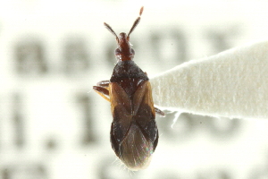  (Acalypta cooleyi - CNC#HEM300426)  @11 [ ] CreativeCommons - Attribution (2011) CNC/CBG Photography Group Centre for Biodiversity Genomics