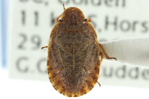  (Sciocoris microphthalmus - CNC#HEM300573)  @14 [ ] CreativeCommons - Attribution (2011) CNC/CBG Photography Group Centre for Biodiversity Genomics