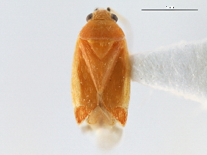  (Aurantiocoris cuneotinctus - CNC#HEM300816)  @11 [ ] CreativeCommons - Attribution (2011) CNC/CBG Photography Group Centre for Biodiversity Genomics