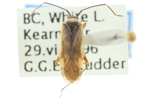  (Adelphocoris rapidus - CNC#HEM301019)  @14 [ ] CreativeCommons - Attribution (2011) CNC/CBG Photography Group Centre for Biodiversity Genomics