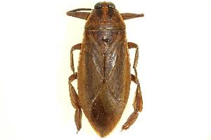  (Lethocerus griseus - CNC#HEM301067)  @11 [ ] CreativeCommons - Attribution (2011) CNC/CBG Photography Group Centre for Biodiversity Genomics