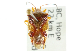 ( - CNC#HEM301631)  @11 [ ] CreativeCommons - Attribution (2011) CNC/CBG Photography Group Centre for Biodiversity Genomics