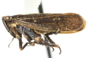 (Erronus bracatus - CNC#HEM400019)  @14 [ ] CreativeCommons - Attribution (2011) CNC/CBG Photography Group Centre for Biodiversity Genomics