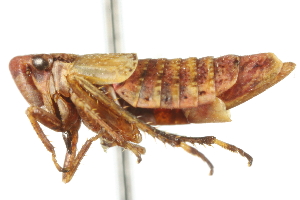  (Erronus calvus - CNC#HEM400027)  @14 [ ] CreativeCommons - Attribution (2011) CNC/CBG Photography Group Centre for Biodiversity Genomics