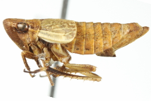  (Erronus pallidus - CNC#HEM400043)  @12 [ ] CreativeCommons - Attribution (2011) CNC/CBG Photography Group Centre for Biodiversity Genomics
