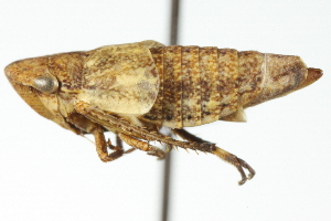  (Erronus rivalis - CNC#HEM400058)  @12 [ ] CreativeCommons - Attribution (2011) CNC/CBG Photography Group Centre for Biodiversity Genomics