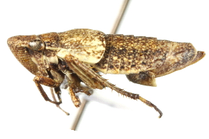  (Erronus rivalis - CNC#HEM400061)  @12 [ ] CreativeCommons - Attribution (2011) CNC/CBG Photography Group Centre for Biodiversity Genomics