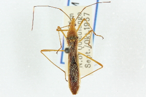  (Stenocoris tipuloides - CNC#HEM400327)  @11 [ ] CreativeCommons - Attribution (2011) CNC/CBG Photography Group Centre for Biodiversity Genomics