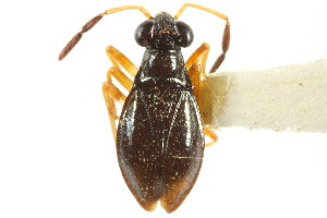  (Lampracanthia - CNC#HEM400425)  @11 [ ] CreativeCommons - Attribution (2011) CNC/CBG Photography Group Centre for Biodiversity Genomics