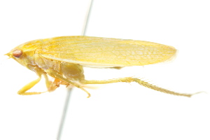  (Gyponana serpenta - CNC#HEM400787)  @14 [ ] CreativeCommons - Attribution (2011) CNC/CBG Photography Group Centre for Biodiversity Genomics