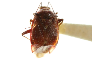  (Lygus mexicanus - CNC#HEM304356)  @11 [ ] CreativeCommons - Attribution (2011) CNC/CBG Photography Group Centre for Biodiversity Genomics