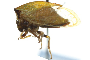  (Stictocephala basalis - CNC#HEM401393)  @14 [ ] CreativeCommons - Attribution (2011) CNC/CBG Photography Group Centre for Biodiversity Genomics