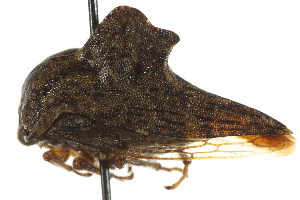 (Heliria - CNC#HEM401668)  @11 [ ] CreativeCommons - Attribution (2011) CNC/BIO Photography Group Centre for Biodiversity Genomics