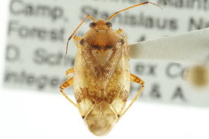  (Lygus ceanothi - CNC#HEM300056)  @13 [ ] CreativeCommons - Attribution (2011) CNC/CBG Photography Group Centre for Biodiversity Genomics