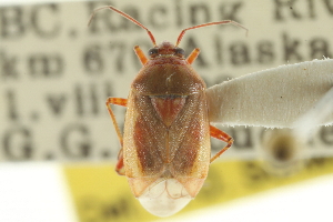  (Lygus scudderi - CNC#HEM300063)  @13 [ ] CreativeCommons - Attribution (2011) CNC/CBG Photography Group Centre for Biodiversity Genomics