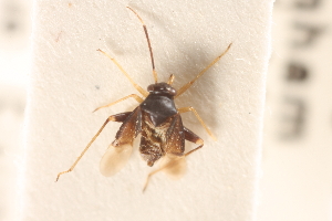  ( - CNC#HEM305193)  @11 [ ] CreativeCommons - Attribution (2012) CNC/CBG Photography Group Centre for Biodiversity Genomics