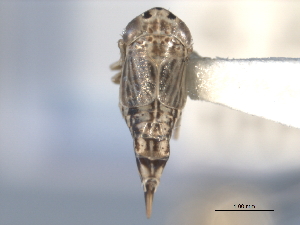  ( - CNC#HEM402291)  @11 [ ] CreativeCommons - Attribution (2012) CNC/CBG Photography Group Centre for Biodiversity Genomics