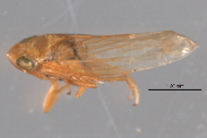  (Auridius sulphureus - CNC#HEM402702)  @13 [ ] CreativeCommons - Attribution (2012) CNC/CBG Photography Group Centre for Biodiversity Genomics