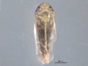  (Laevicephalus tantalus - CNC#HEM403250)  @11 [ ] CreativeCommons - Attribution (2012) CNC/CBG Photography Group Centre for Biodiversity Genomics