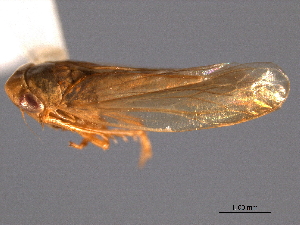  ( - CNC#HEM403792)  @11 [ ] CreativeCommons - Attribution (2012) CNC/CBG Photography Group Centre for Biodiversity Genomics