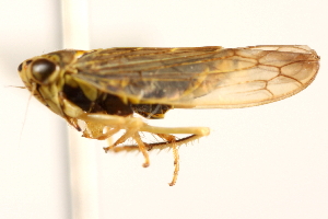  (Colladonus geminatus - CNC#HEM403832)  @11 [ ] CreativeCommons - Attribution (2012) CNC/CBG Photography Group Centre for Biodiversity Genomics