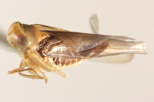  (Colladonus januatus - CNC#HEM403842)  @11 [ ] CreativeCommons - Attribution (2012) CNC/CBG Photography Group Centre for Biodiversity Genomics