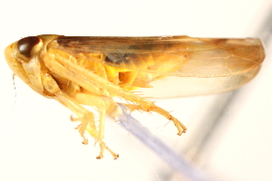  (Colladonus montanus - CNC#HEM403859)  @11 [ ] CreativeCommons - Attribution (2012) CNC/CBG Photography Group Centre for Biodiversity Genomics