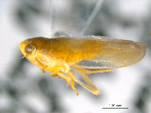  (Colladonus setaceus - CNC#HEM403863)  @14 [ ] CreativeCommons - Attribution (2012) CNC/CBG Photography Group Centre for Biodiversity Genomics