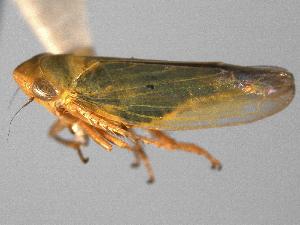  ( - CNC#HEM404197)  @11 [ ] CreativeCommons - Attribution (2012) CNC/CBG Photography Group Centre for Biodiversity Genomics