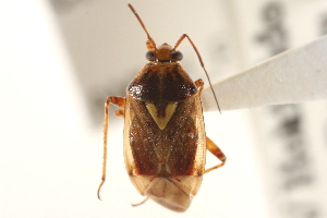  (Lygus rugulipennis - PBI 00396062)  @14 [ ] CreativeCommons - Attribution (2012) CNC/CBG Photography Group Centre for Biodiversity Genomics