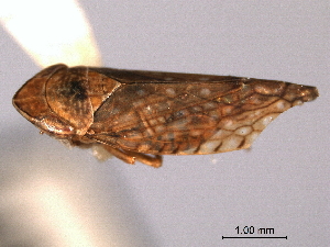  ( - CNC#HEM404767)  @11 [ ] CreativeCommons - Attribution (2012) CNC/CBG Photography Group Centre for Biodiversity Genomics
