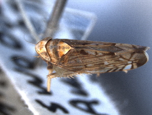  (Scaphoideus curvatus - CNC#HEM405080)  @14 [ ] CreativeCommons - Attribution (2012) CNC/CBG Photography Group Centre for Biodiversity Genomics