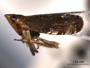  ( - CNC#HEM405147)  @11 [ ] CreativeCommons - Attribution (2012) CNC/CBG Photography Group Centre for Biodiversity Genomics