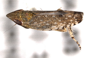  (Scaphytopius cinereus - CNC#HEM405167)  @13 [ ] CreativeCommons - Attribution (2012) CNC/CBG Photography Group Centre for Biodiversity Genomics