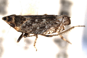  (Scaphytopius diabolus - CNC#HEM405174)  @13 [ ] CreativeCommons - Attribution (2012) CNC/CBG Photography Group Centre for Biodiversity Genomics
