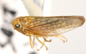  (Neocoelidia diabola - CNC#HEM405367)  @11 [ ] CreativeCommons - Attribution (2012) CNC/CBG Photography Group Centre for Biodiversity Genomics