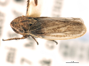  (Erronus variabilis gracilis - CNC#HEM405496)  @13 [ ] CreativeCommons - Attribution (2012) CBG Photography Group Centre for Biodiversity Genomics