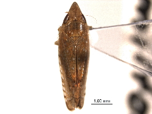  (Scaphytopius cinnamoneus - CNC#HEM405170)  @13 [ ] CreativeCommons - Attribution (2012) CNC/CBG Photography Group Centre for Biodiversity Genomics